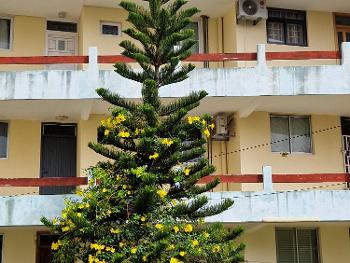 Fully lit Christmas tree Mauritian style?