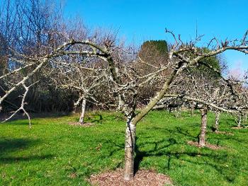 Colour photo of apple tree on bright early spring day.