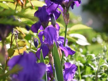 Blue flag Iris.