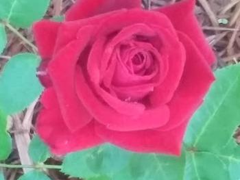 My favorite Rose