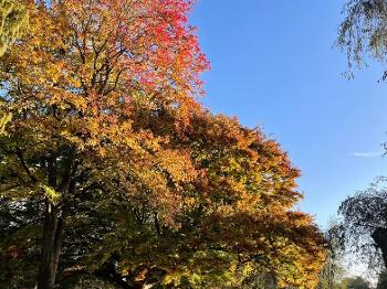 Beautiful Autumn trees 🌳 