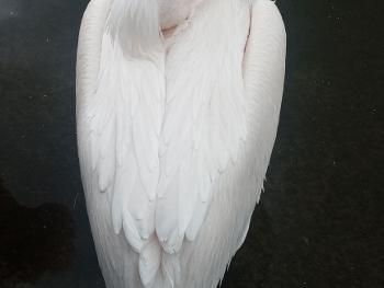 Snoozing pelican 
