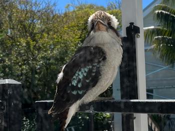 Kooka sitting on fence