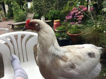 Our last (and smartest) chicken