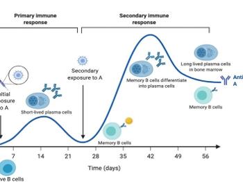 Theoretical illustration of immune response to vaccine and booster showing booster benefit