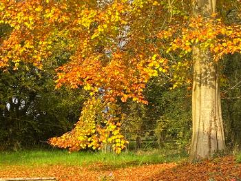 Beech tree in sun