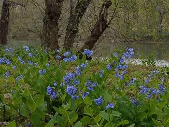 Bluebells by the river.