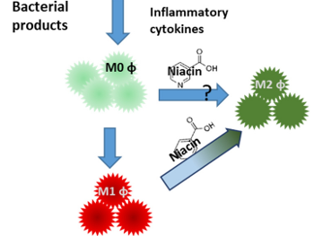 Niacin shifts macrophage polarization from pro-inflammatory to an anti-inflammatory