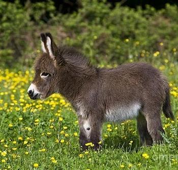 Donkey and buttercups