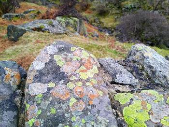 A stone wall made up of stone with patches of colourful lichen on it.