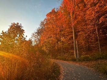 Fall colours 