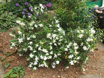 My gardenia bush in my yard in Georgia.   Wish you had "smellavision"!