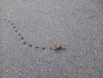Snail friend...