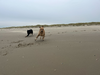 blond labrador boy playing on a vast empty sand beach with his black sheepdog girl friend