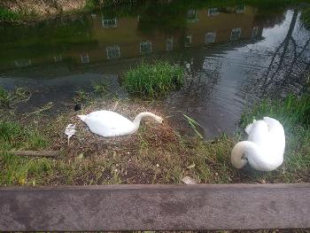 Swans nesting 
