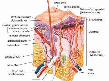 Diagram of human skin