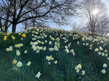 Daffodils at the entrance of Eastville Park