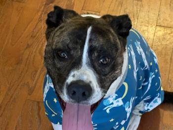 Pit bull/boxer mix dog sitting, wearing a onesie with moons, stars and cows.