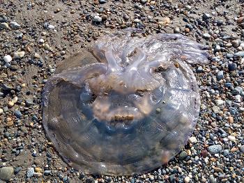 A very scary faced jellyfish... beached at high tide.
