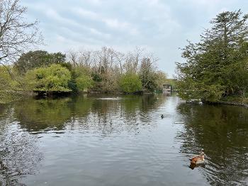 Ducks in Dulwich Park