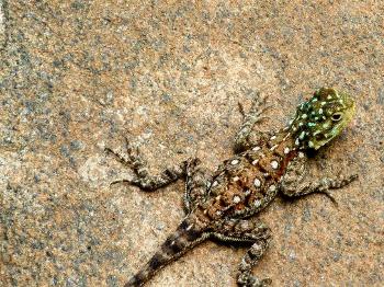 Colourful lizard with green head and orange body with white spots.