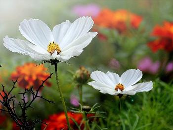 Flowers in a garden