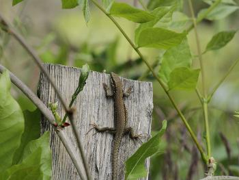 Lizard climbing post.