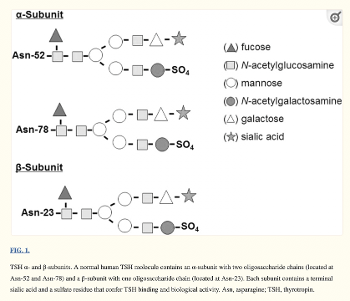 Isoforms of TSH diagrams