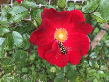 Bee 🐝 on a rose 