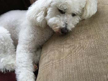 White poodle called Teddy