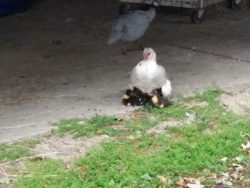 Grey Muscovy duck sitting on her brood of baby ducklings