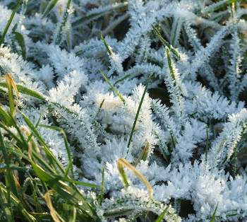 Grass with dendritic frost spikes, taken Dec 2008