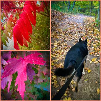 Autumn colours in Canada 🍁 
