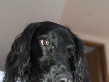 Sultry picture of my black spaniel 