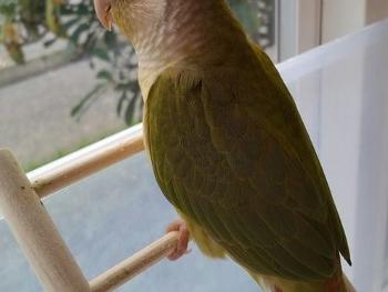 Green-cheeked parakeet, cinnamon mutation