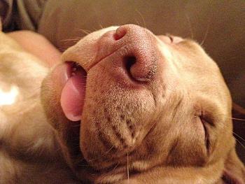 sleeping Weimaraner puppy with his tongue sticking out