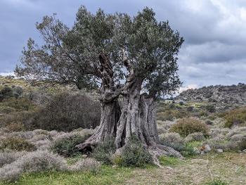 Ancient olive tree