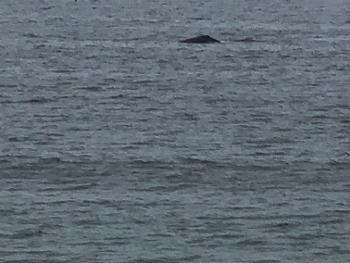 Whales in the water outside the room 