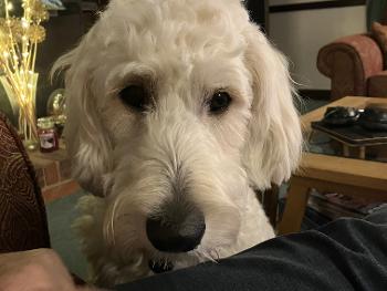 Close up facial shot of a Cream golden doodle looking at the camera