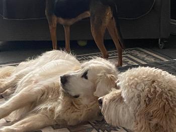 Oscar the Retriever and Ralphie the Labradoodle 