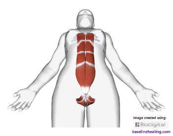 baseline pelvic floor rectus abdominis.  The body's core pillar of strength.