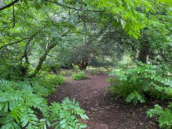 Mid-week run through forest