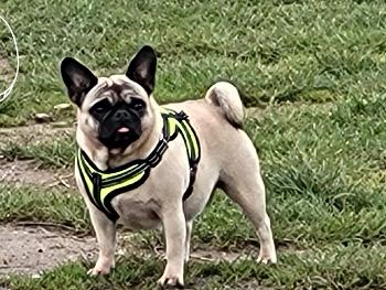 Lulu the Pug/Frenchie in her favourite park!