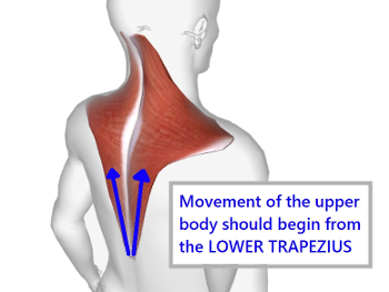 trapezius muscles from mid back to the back of the head, extending out to each shoulder. 