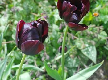 purple tulips and bee