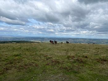 Wild ponies on a hillside in the mendips
