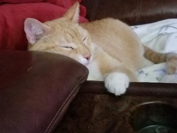 Jesse, my ginger cat, is taking a nap.