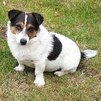 Jasper, my adorable JRT x Corgie? 🤔  He's so fluffy now compared to last year.