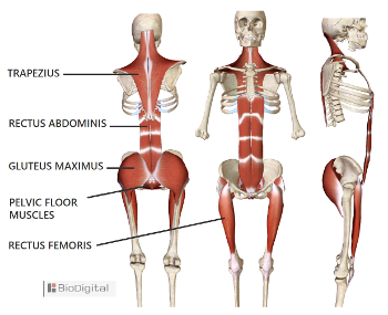 5 main muscles of movement.  The key to better posture and less pain.