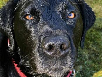 Black Labrador with a red collar who has just come out of the water facing the camera. 